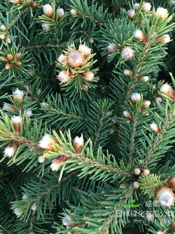 云杉价格-图片-形态特征-生长习性-分布情况以及植物文化