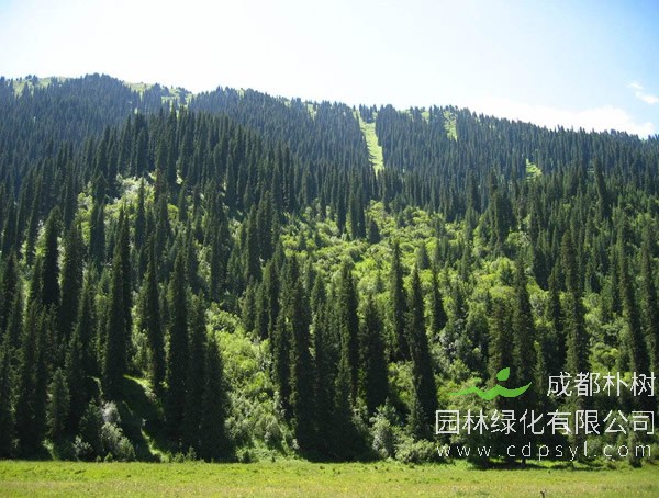 云杉树有哪些作用？