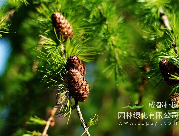 云杉的生长有哪些习性？