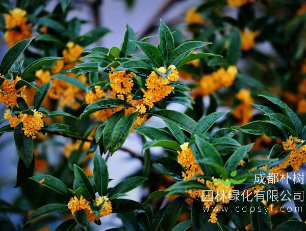 金桂、银桂、丹桂从叶子上怎么区分？