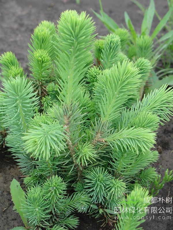 云杉和冷杉的区别？