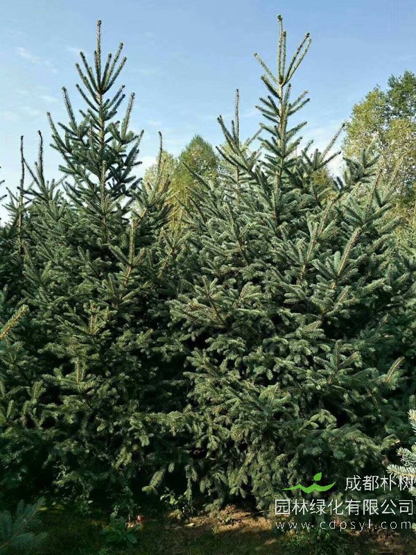 云杉树有什么寓意？