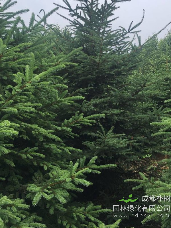 种植云杉前景怎么样？