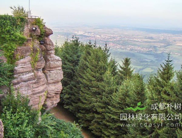 云杉栽培技术和病虫害防治介绍