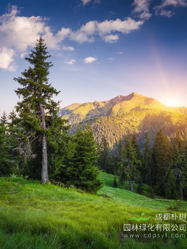 云杉栽培技术和病虫害防治介绍