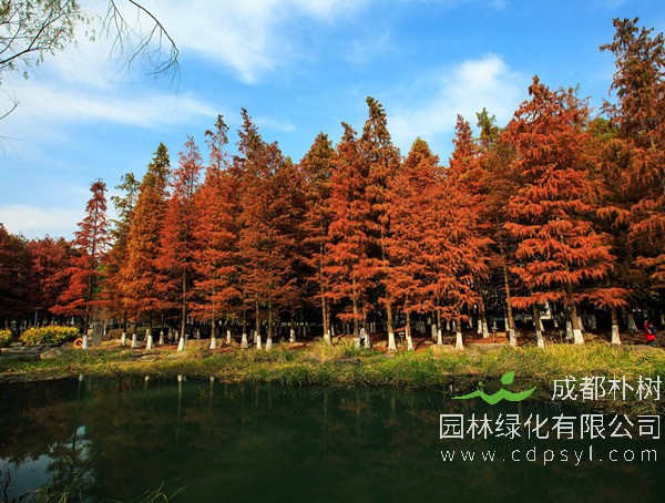 水杉价格-图片-形态特征-生长环境-地理分布以及主要价值