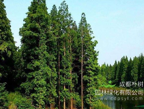 水杉价格-图片-形态特征-生长环境-地理分布以及主要价值