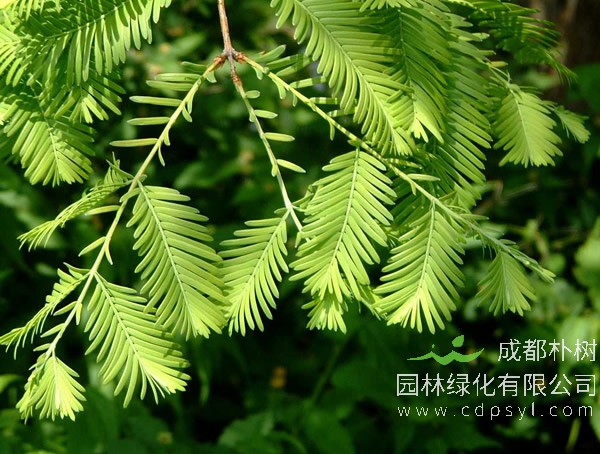 水杉价格-图片-形态特征-生长环境-地理分布以及主要价值