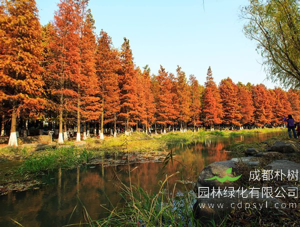 水杉价格-图片-形态特征-生长环境-地理分布以及主要价值