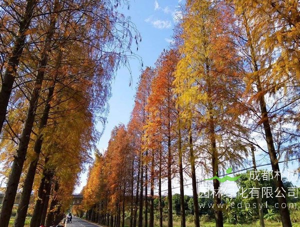 落羽杉和水杉有什么区别？