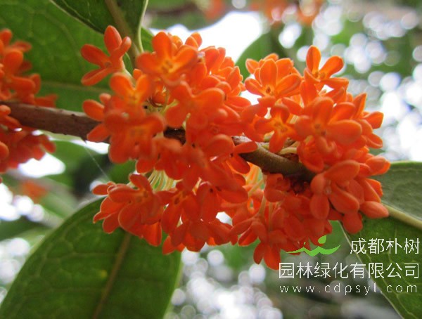 丹桂价格-图片-形态特征-生长环境-分布范围以及主要价值