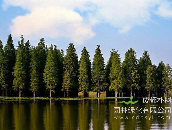 云杉与水杉的区别？