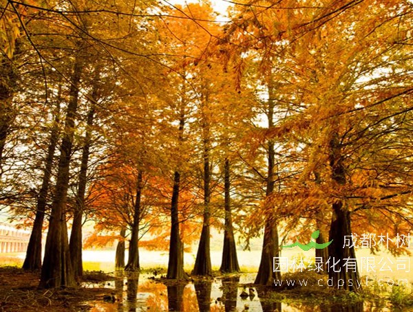 水杉和落羽杉有什么区别？