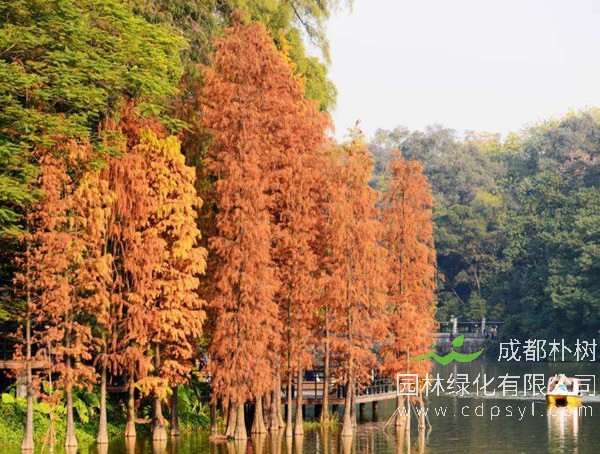 水杉和落羽杉有什么区别？