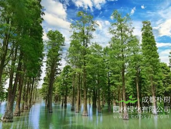 水杉的叶子是什么形状的？