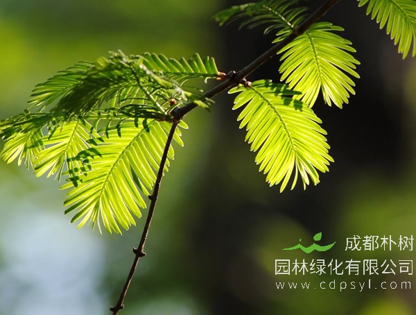 水杉和柳杉有什么区别？主要在外形上怎么辨别？