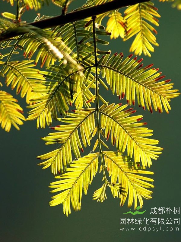 水杉树的作用有哪些？水杉树的价值是什么？