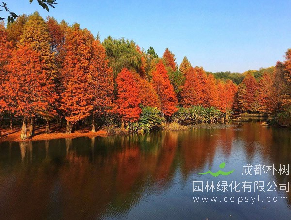 水杉树的作用有哪些？水杉树的价值是什么？