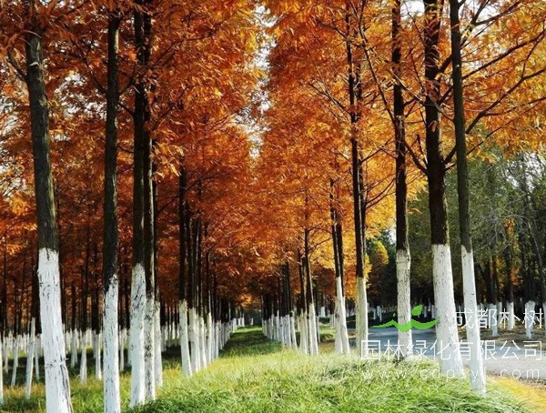 水杉有什么特性？水杉如何种植？