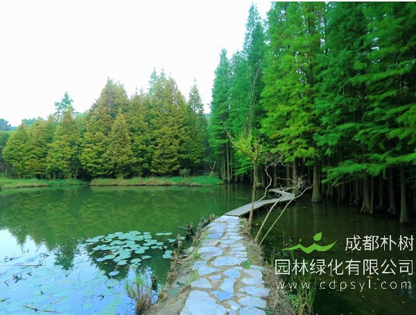 水杉有什么特性？水杉如何种植？