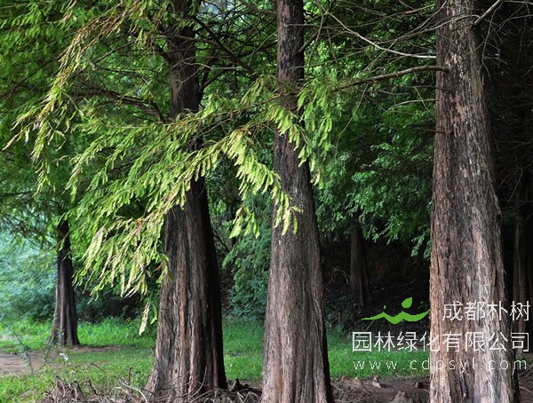 水杉为什么被称作“活化石”？