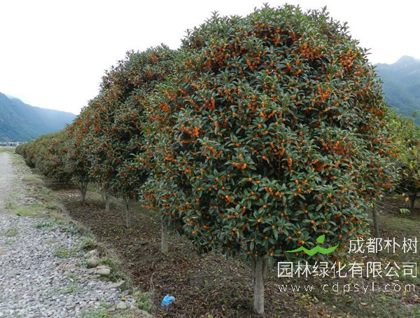 丹桂价格-图片-形态特征-生长环境-分布范围以及主要价值