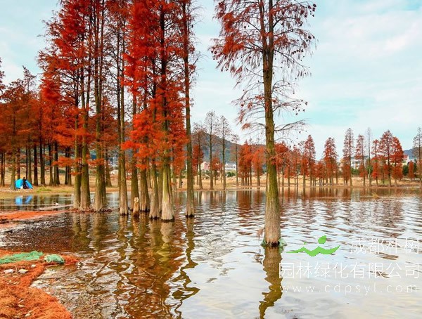 水杉的繁殖方法、栽培技术以及病虫害防治介绍