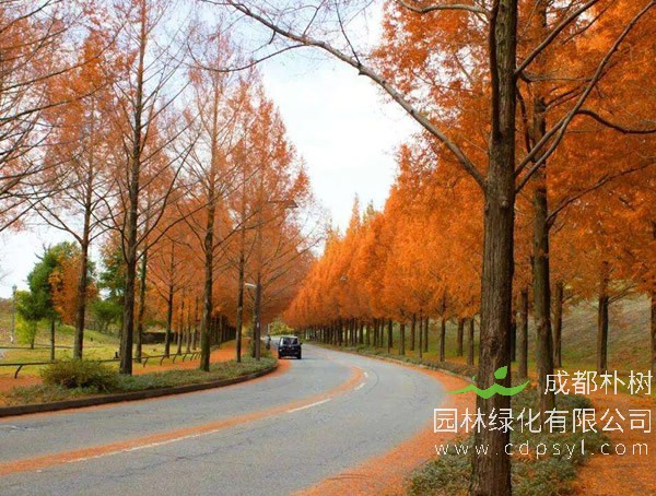 水杉的繁殖方法、栽培技术以及病虫害防治介绍