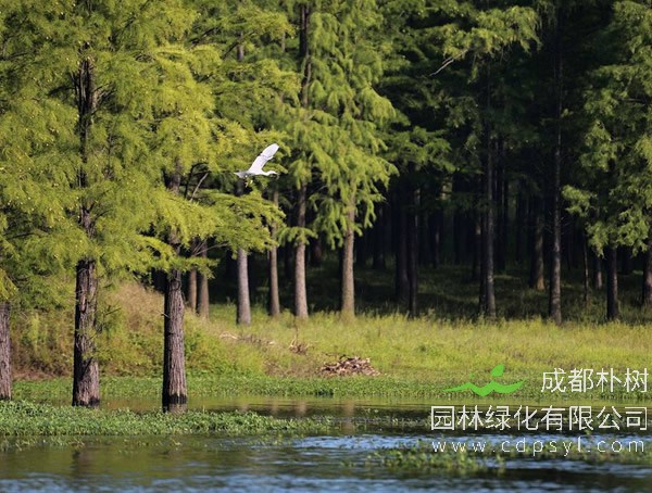 水杉的繁殖方法、栽培技术以及病虫害防治介绍