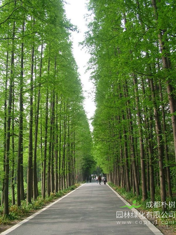 水杉繁殖方法、栽培技术以及病虫害防治介绍