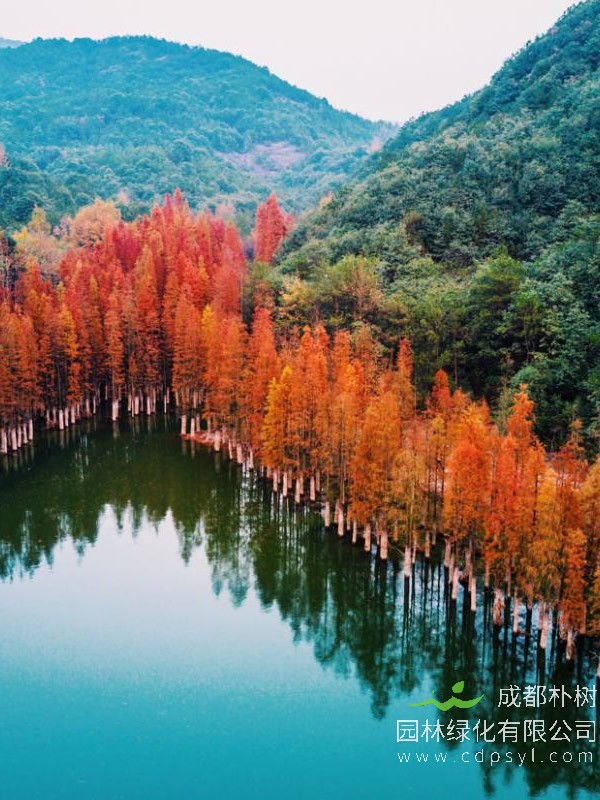 水杉繁殖方法、栽培技术以及病虫害防治介绍