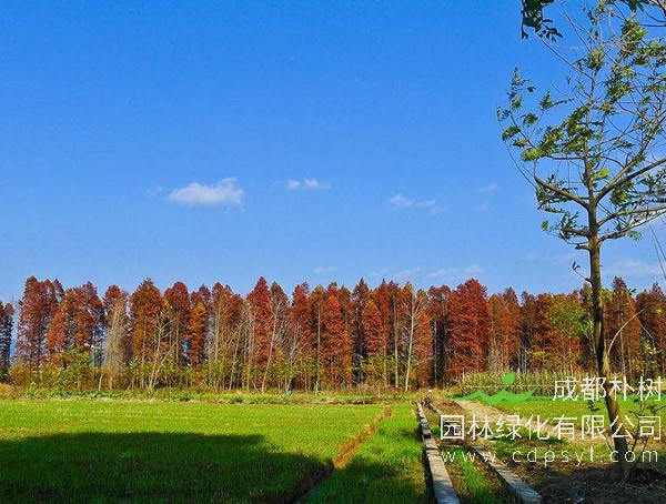 水杉繁殖方法、栽培技术以及病虫害防治介绍