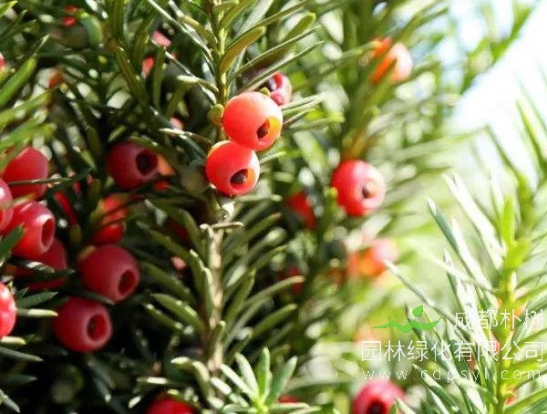 红豆杉价格-图片-形态特征-主要价值以及生长习性