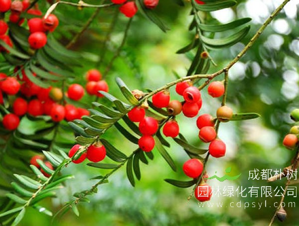 红豆杉价格-图片-形态特征-主要价值以及生长习性