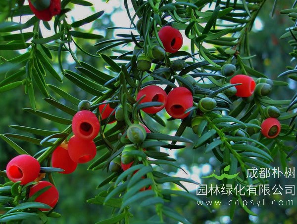 红豆杉价格-图片-形态特征-主要价值以及生长习性