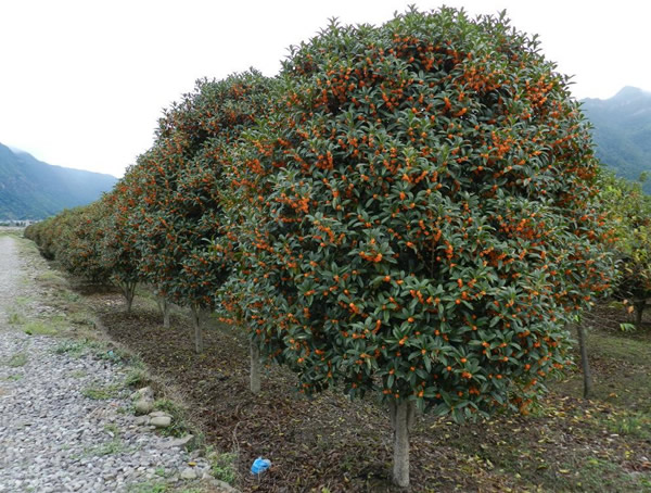 桂花中的丹桂用途有哪些？