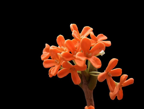 丹桂与其他桂花有什么区别？