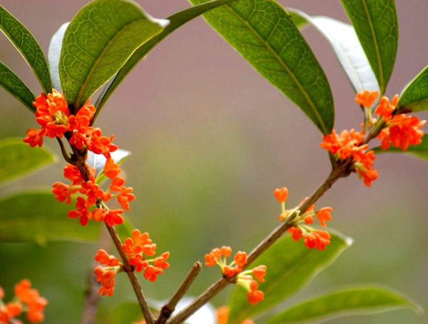 丹桂通常有哪些品种？