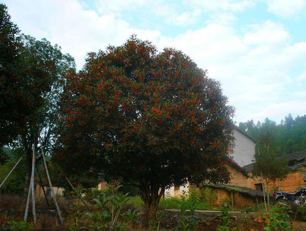 丹桂一年能够长多少公分？