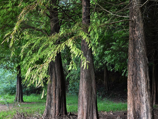 水杉为什么被称作“活化石”？