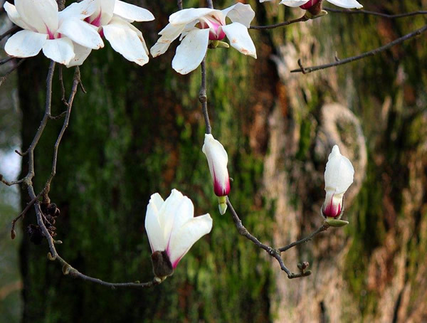 玉兰树是什么植物？