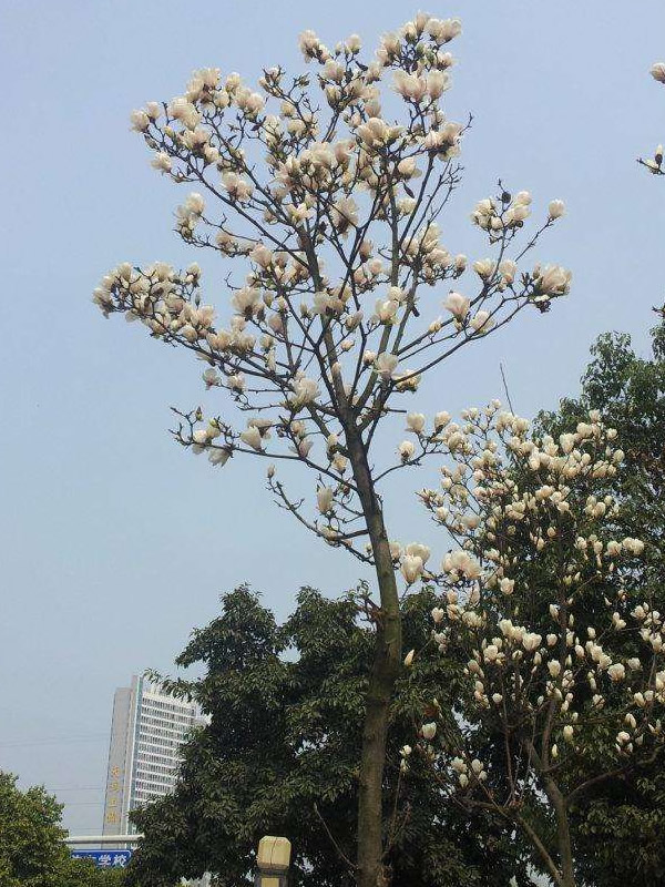 玉兰树的特点有哪些？