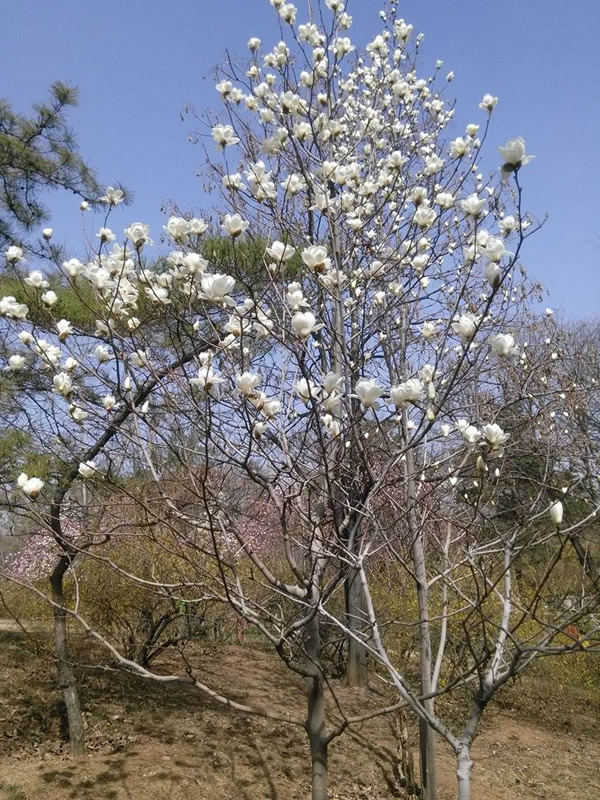 玉兰树有什么优缺点？