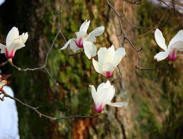 玉兰树有什么作用？