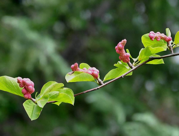 红玉兰树是怎么培育出来的？