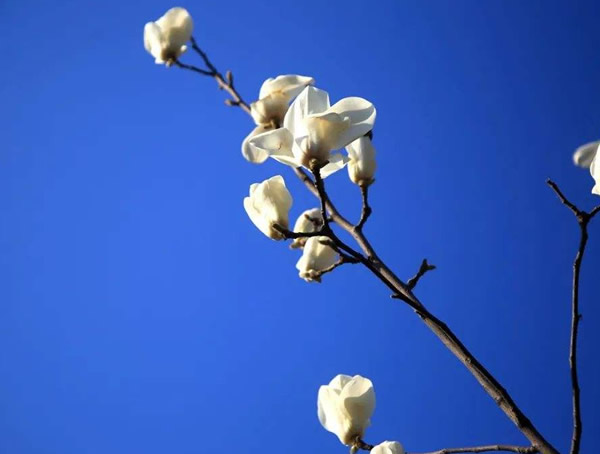 如何栽培玉兰树呢？