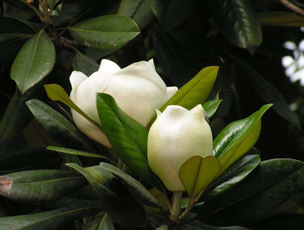 白玉兰树的外形是什么样的？