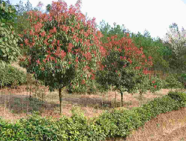 石楠树的外形特征是怎么样的？