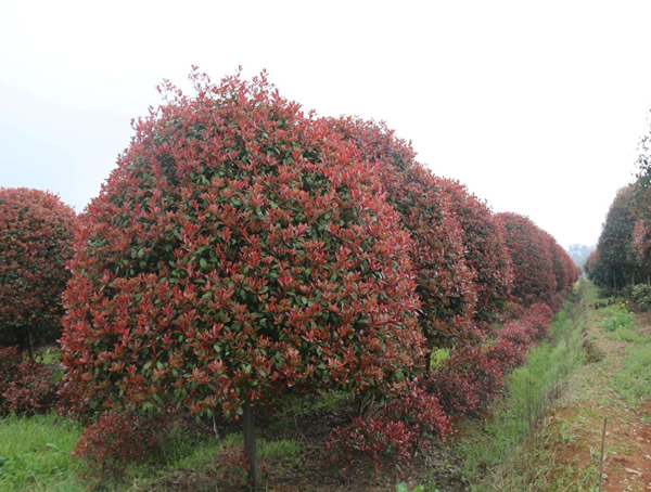 石楠树一共有多少个品种？