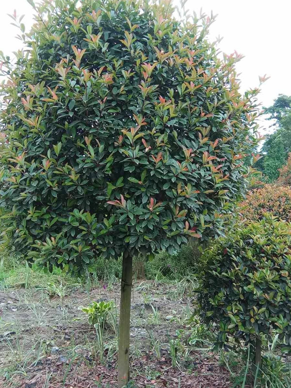 石楠树能不能泡茶？